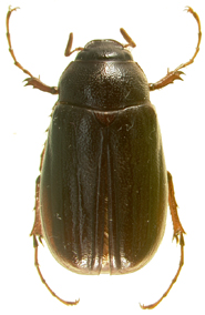P.bipartita dorsal  beetle